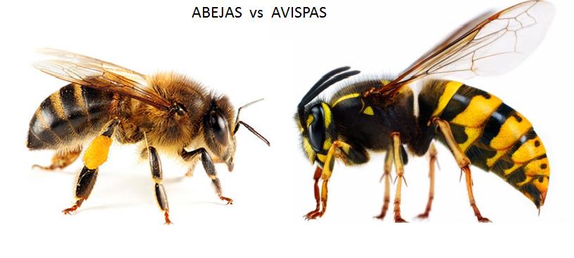 Resultat d'imatges de diferencia avispa abeja
