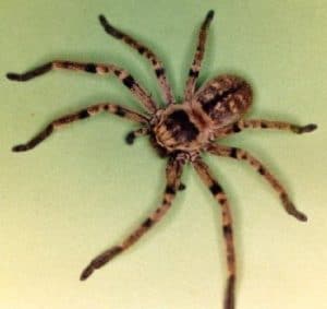 arañas no venenosas que habitan en tu casa. Descubre cuales son