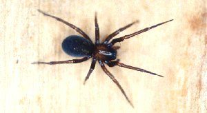 arañas no venenosas que habitan en tu casa. Descubre cuales son