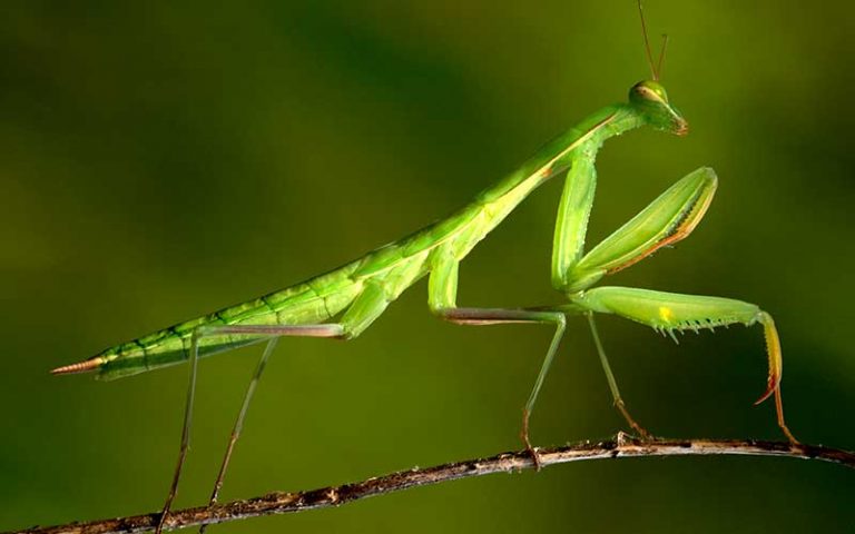 Caracteristicas de la mantis religiosa su vida y hábitat natural