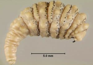 Mosca De La Muerte Lo Que Debes Saber De Esta Peligrosa Especie