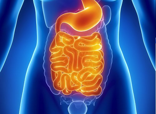 gusanos en el estomago: Sintomas, tipos tratamientos y mas