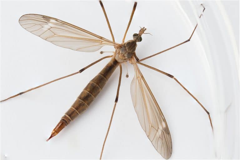 Mosquito Gigante Todo Lo Que Debes Saber Sobre Estas Especies