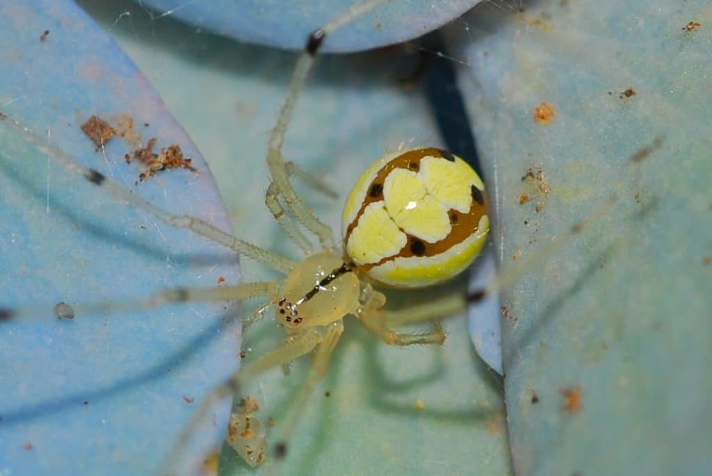 Tipos de arañas: Aprende a diferenciarlas en el siguiente artículo