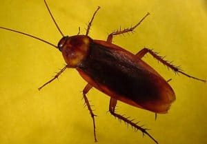 Cucaracha americana Características plagas excrementos huevos