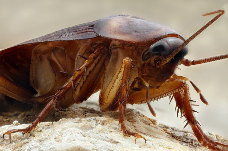 Cucaracha Gigante De Madagascar Reproducci N Cuidados H Bitat