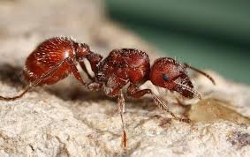 hormigas fuego hormiga rojas colorada coloradas picadura son pican cerca debes