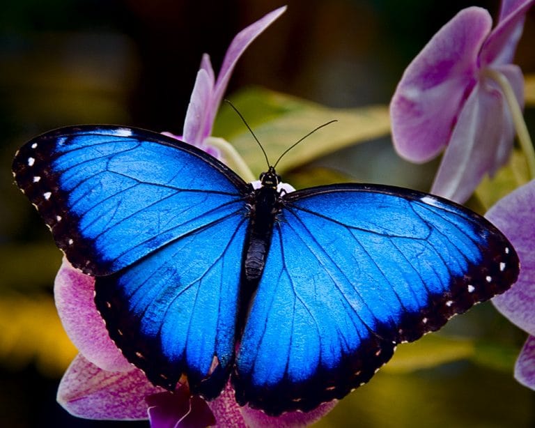 Mariposa azul: Características, significado, peligro de extinción y más