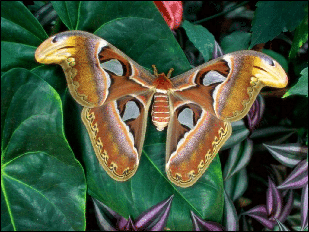 Resultado de imagen de mariposa gigante