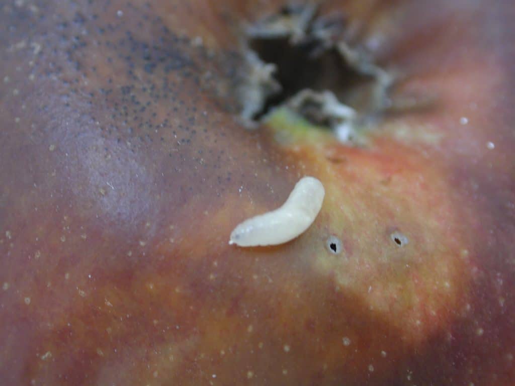 Mosca de la fruta Características ciclo de vida control morfología