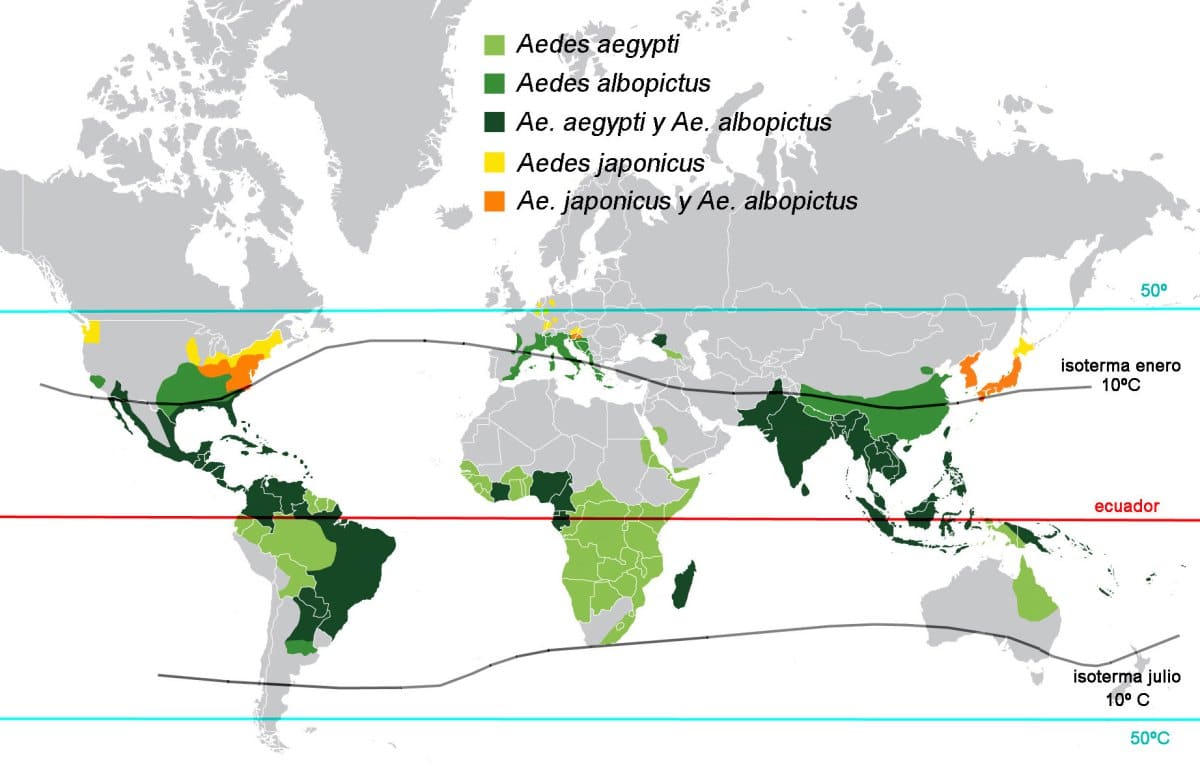 Mosquito Aedes Aegypti Mosquito Del Dengue Fiebre Amarilla