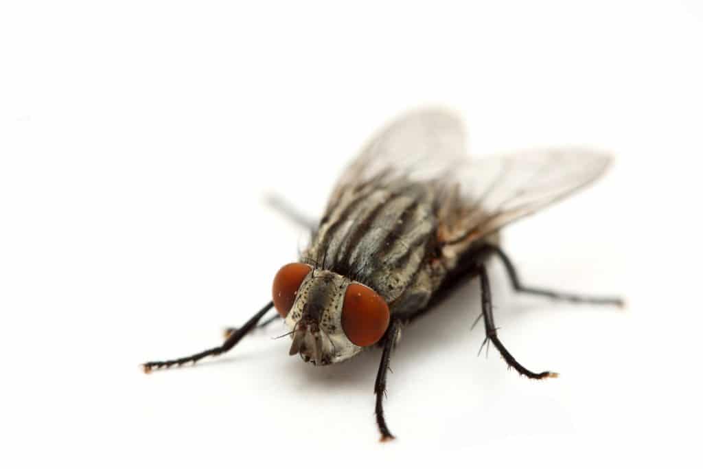 Cuánto vive una mosca Descubre el ciclo de vida de las mismas Cuánto vive una mosca Descubre el ciclo de vida de las mismas