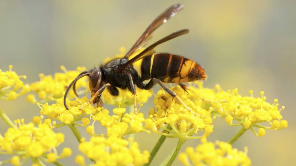 Avispa: Caracaterísticas, significado, reproducción y más