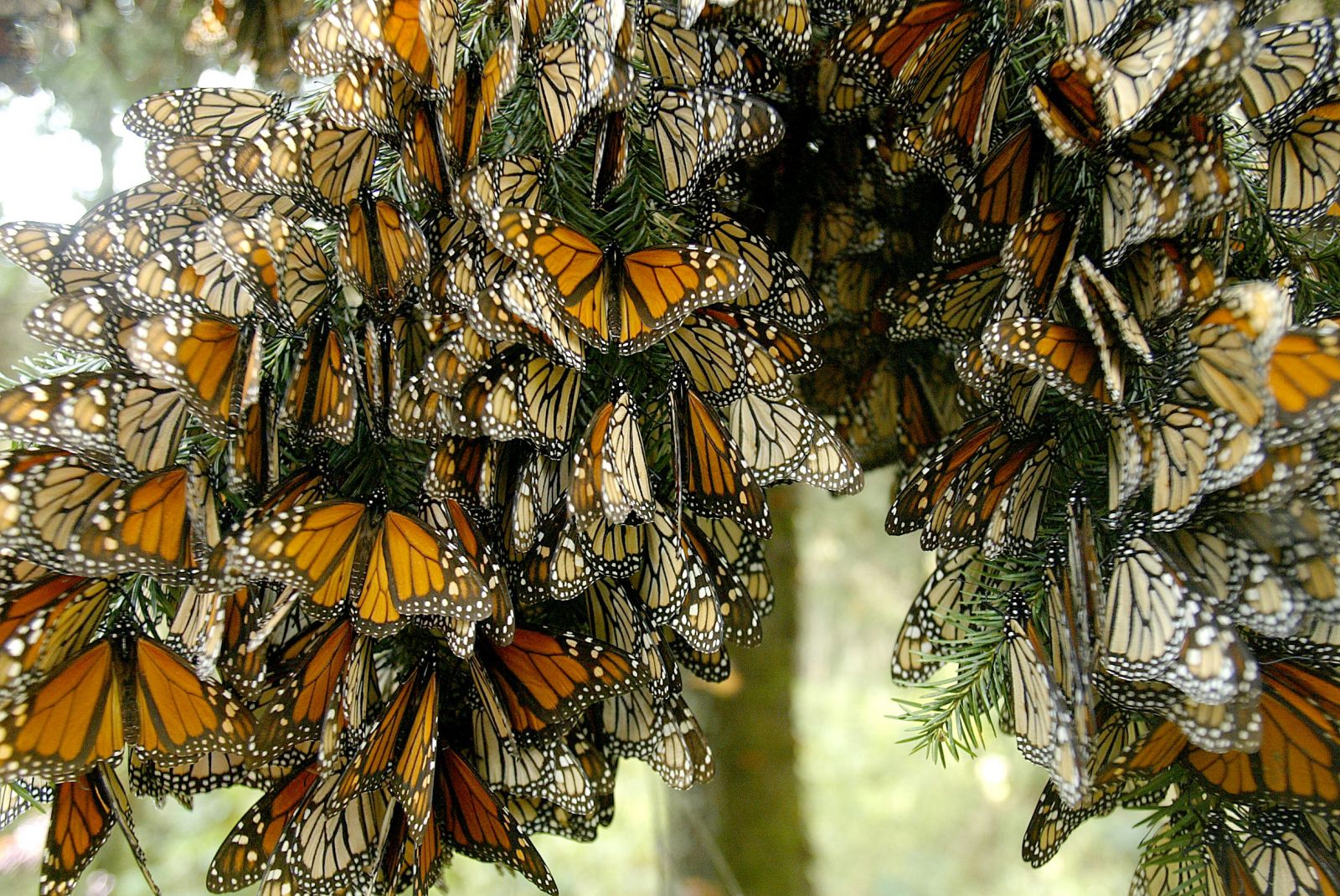 Santuario De La Mariposa Monarca Todo Lo Que Debes Saber