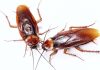 5 ejemplos de insectos más conocidos y abundantes de la tierra