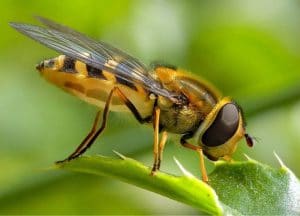 Características de la abeja africana