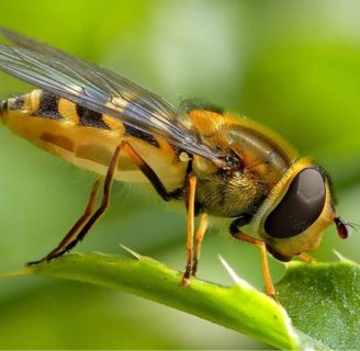 Características de la abeja africana y el peligro de su veneno
