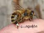 La picadura de la abeja africana y el aguijon