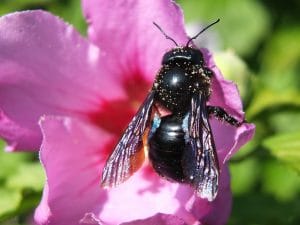 El abejorro carpintero europeo, sus características y el polen