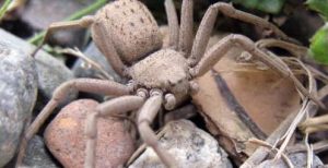 5 tipos de arañas más venenosas del mundo y la araña de los seis ojos