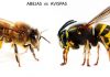 Descubre las diferencias entre el aguijón de la abeja o de la avispa