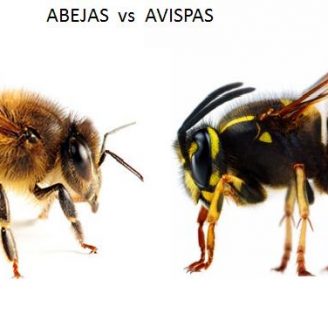 Descubre las diferencias entre el aguijón de la abeja o de la avispa