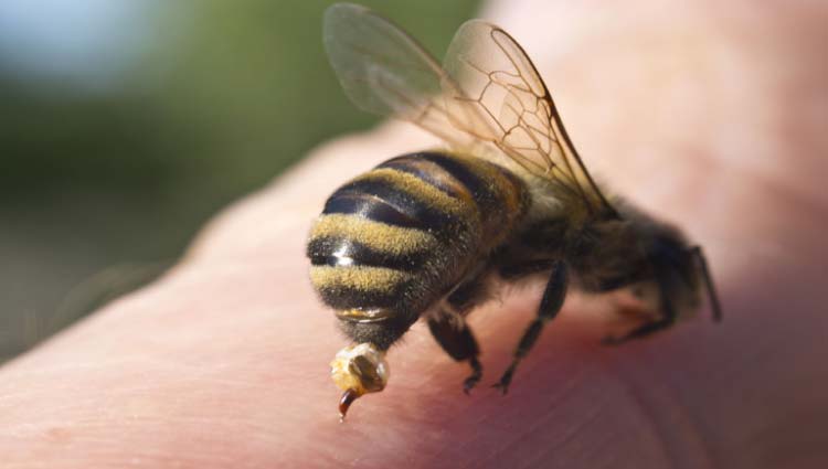 Resultado de imagen de aguijon abeja