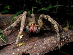 5 tipos de arañas más venenosas del mundo y la errante brasileña