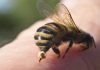Picadura del abejorro chileno y sus características
