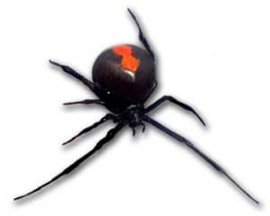 Las 10 arañas más peligrosas del mundo y la espalda roja