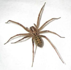 Las 10 arañas más peligrosas del mundo y su habitat