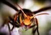 Es peligrosa la picadura del abejorro gigante japones? Conoce sus consecuencias
