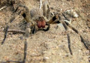 Las 10 arañas más peligrosas del mundo 