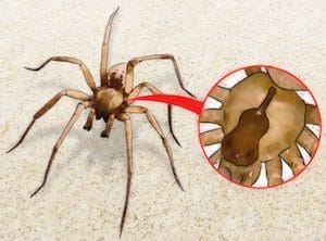 5 tipos de arañas más venenosas del mundo