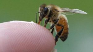 La picadura de la abeja africana, síntomas y alergia al veneno