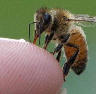 La picadura de la abeja africana, síntomas y tratamiento