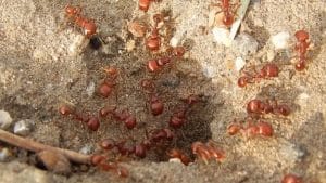 acido del piquete de la hormiga 3