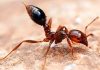 Que efectos causa  el acido del piquete de la hormiga? Conoce todo sobre este tema