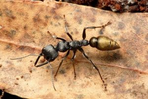 acido del piquete de la hormiga 7
