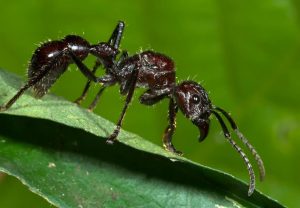 acido del piquete de la hormiga 9