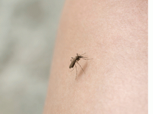 alergia-a-picaduras-de-mosquitos-2