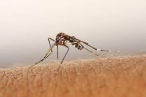 alergia-a-picaduras-de-mosquitos-4
