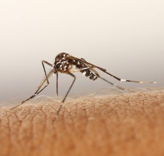 Alergia a picaduras de mosquitos: lo que debes conocer