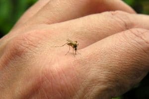 alergia-a-picaduras-de-mosquitos-6