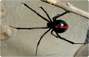 La viuda negra una de las 5 arañas mas venosas del mundo