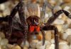 5 tipos de arañas más venenosas del mundo y sus caracteristicas