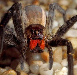 5 tipos de arañas más venenosas del mundo y sus caracteristicas