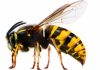 Cosas que debes saber sobre el aguijon de la abeja y su veneno