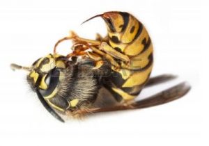 el aguijon de la abeja 4