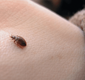 5 ejemplos de insectos más conocidos com llas pulgas en humanos